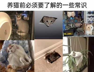 这是一张多图拼接的图文混排图片，顶部文字为'养猫前必须要了解的一些常识'，下方包含6张猫咪的搞笑照片，分别展示了猫咪钻进洗碗机、从墙洞探出头、藏在电子设备堆里、趴在瓶装水上、从地板洞钻出以及躲进悬挂植物中的场景，通过幽默方式调侃猫咪好奇心强、喜欢钻各种地方的特点，提醒潜在养猫者猫咪可能带来的'破坏性'日常。
