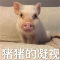 猪猪的凝视