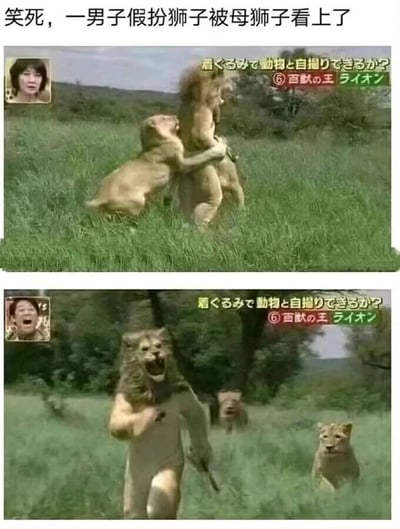 这是一张由两张截图组成的连环搞笑图，源自某档综艺节目的挑战环节。上方截图中，一名穿着狮子道具服的男子在草原上被一头母狮子抱住，左上角的女嘉宾露出惊讶的表情，图片右上角的日文文字意为“穿着玩偶服能和动物自拍吗？⑥百兽之王 狮子”，表明这是一个和野生动物互动的挑战项目。下方截图里，男子脱掉了道具服的下半身，惊慌地向前奔跑，身后的母狮子和一头雄狮正在追赶他，左上角的男嘉宾则大笑不止。顶部的中文配文“笑死，一男子假扮狮子被母狮子看上了”点出了笑点：男子本想假扮狮子接近狮群，却意外被母狮子示好，还引来了狮群的追赶，制造出了搞笑又惊险的反差效果。