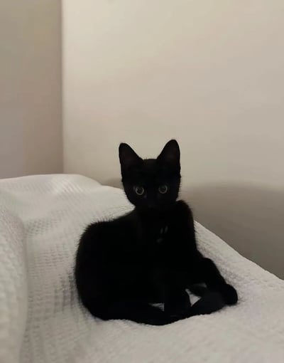 一只纯黑色的小猫正坐在白色的纹理表面上（可能是沙发或毯子），背景是简洁的白色墙壁。小猫的耳朵竖起，圆溜溜的大眼睛直视镜头，表情呆萌可爱，整体画面干净温馨，充满治愈感。
