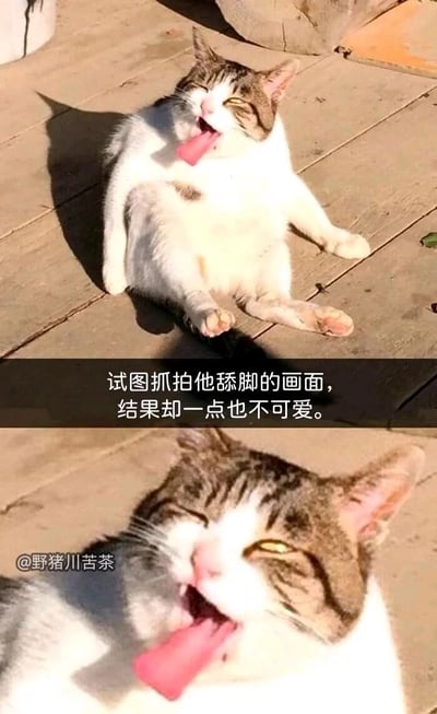 这是一组上下拼接的竖屏实拍图片，主体是一只狸花加白的宠物猫。上方图片中猫咪躺在室外木质地板上，身体放松地仰躺着，半眯着眼睛，吐出长长的舌头，似乎正在舔舐自己的脚；下方图片是猫咪的脸部特写，放大了它吐着长舌头、表情滑稽的模样。图片中间配有文字“试图抓拍他舔脚的画面，结果却一点也不可爱”，左下角带有“@野猪川苦茶”的水印。原本想要记录猫咪舔脚的可爱瞬间，却因抓拍时机和角度的巧合，拍出了猫咪表情搞怪、舌头夸张伸出的搞笑画面，形成了预期可爱与实际滑稽的强烈反差，充满生活趣味。