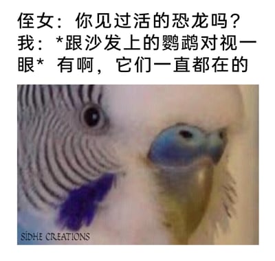 这是一则结合了趣味科普冷知识与视觉错位图像的搞笑内容。上方的段子中，侄女询问是否见过活的恐龙，“我”通过看向沙发上的鹦鹉给出肯定回答，这是因为从生物学角度，鸟类是恐龙的后代，属于巧妙的冷知识运用；下方的图像是鹦鹉的身体与人类的眼睛形成视觉错位，组合起来的形象酷似恐龙的面部，完美呼应了段子里的“恐龙”，让冷知识的呈现更具滑稽感，图像左下角带有“SIDHE CREATIONS”的水印。