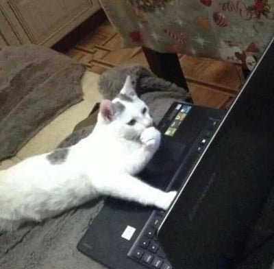 这张图片中，一只白色的猫趴在笔记本电脑前，一爪扶着下巴，神情专注，仿佛在认真思考或分析电脑上的内容。猫咪的动作极具人性化，常被网友配文解释为“深度思考”、“工作太难了”或“人生哲学时刻”。图片场景居家温馨，猫咪的表情和姿势非常有趣，经常被用来表达苦恼、思考、办公无力等网络情绪。

**暗示双关：**猫咪模仿人类的“托腮沉思”动作，带有拟人化幽默。