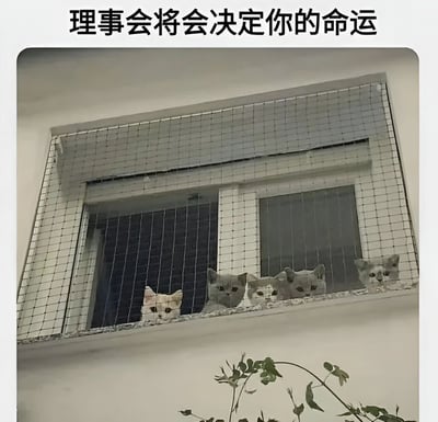 一张幽默的猫咪照片，五只不同颜色的猫咪整齐地排列在窗户后面，透过网格向外凝视，表情严肃认真。图片上方配有文字'理事会将会决定你的命运'，将猫咪们比作一个严肃的决策机构，形成有趣的反差萌效果。