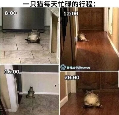 这是一张四格连环拼接图，以“一只猫每天忙碌的行程”为主题，用四个不同时间点的画面来呈现：8:00时猫咪瘫在厨房瓷砖地面，12:00时躺在木质地板的走廊，16:00时瘫在房间门口的地面，20:00时仰躺在木质地板上。图中所谓的“忙碌行程”实际上是猫咪一整天都在躺着休息，用拟人化的行程表和猫咪慵懒的状态形成反差，幽默地调侃了猫咪日常悠闲、爱躺平的特点，让人觉得十分有趣。