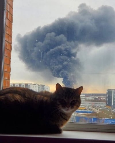 图片前景中，一只虎斑猫正淡定地趴在窗台上，眼神慵懒地望向镜头。窗外背景则是另一番景象：巨大的黑色浓烟柱直冲天空，浓密的烟雾在灰白的天色下显得格外醒目，远处可见几栋居民楼和高楼建筑。猫咪的平静与窗外的浓烟形成强烈对比，营造出一种日常与意外事件碰撞的荒诞感。