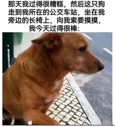 图片上方是一段暖心文字，讲述了某人原本过得很糟糕，在公交车站遇到一只狗狗走到旁边长椅坐下并索要摸摸，因此当天变得很棒的故事。下方是一张实拍照片，展示了一只棕色的狗坐在公交车站的长椅上，侧头望向街道，毛发略显蓬松，表情平静温和，背景可见马路和人行道的马赛克地砖。