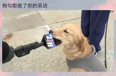一只金毛犬张嘴咬住采访用的话筒，画面顶部配有文字‘狗勾拒绝了你的采访’，用拟人化的手法将狗狗的行为解读为拒绝接受采访，制造出搞笑又可爱的效果。其中‘狗勾’是‘狗狗’的谐音，是网络上对狗狗的可爱叫法，无其他双关或暗示内容。