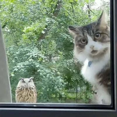 一只灰白相间的猫咪站在室内窗边，瞪大圆圆的眼睛向外看；窗外树枝上停着一只猫头鹰，同样歪着头专注地凝视着猫咪。两者隔着玻璃形成奇妙对视，表情都带着惊讶与好奇，背景是茂密的绿色树叶，画面充满治愈感和趣味性。