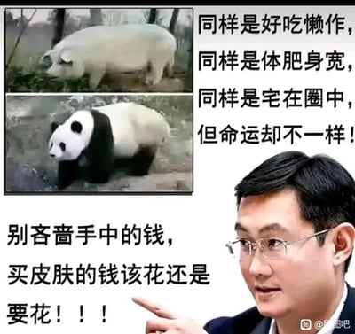 这是一张图文混排的搞笑网络梗图，整体分为上下两个部分。上半部分是上下对比的两张动物图，上方是一头圈养的肉猪，下方是一只熊猫，旁边配有文字“同样是好吃懒作，同样是体肥身宽，同样是宅在圈中，但命运却不一样！”，用猪和熊猫的命运反差制造笑点，猪最终会被食用，而熊猫是国宝被精心照料。下半部分是腾讯公司创始人马化腾的肖像图，配有文字“别吝啬手中的钱，买皮肤的钱该花还是要花！！！”，结合腾讯旗下多款热门游戏售卖皮肤的营收模式，玩梗式地劝说玩家为游戏皮肤付费，将玩家比作被珍视的熊猫，暗示玩家值得为游戏消费，是游戏玩家圈子里用来调侃游戏内消费的趣味内容。