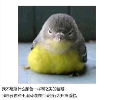 这是一张经过二次创作的网络表情包，属于静态图文混排的P图改编作品。图中主体是一只灰头黄腹的小鸟，它被赋予了人类愤怒的情绪：眉头紧皱，眼神凶狠，身体呈现出气鼓鼓的蹲坐姿态，看起来十分不满。图片下方配有拟人化的文字：“我不想听什么颜色一样啊之类的狡辩，我是要你对于用网球拍打我的行为郑重道歉。” 这个表情包的笑点在于利用小鸟腹部的黄色和网球颜色相近的特点，拟人化地设定小鸟被误当成网球被人用球拍击打，此时愤怒地要求对方道歉，拒绝对方的狡辩，用这种拟人化的场景制造出幽默搞笑的效果，通常用于在社交场景中表达自己的不满，要求对方为错误行为认错道歉。