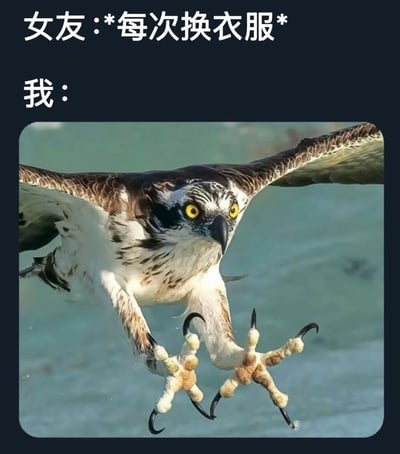 这是一张幽默梗图，上方文字写着"女友:*每次换衣服* 我:"，下方是一张鹰（可能是 osprey）展翅飞翔的照片。鹰的眼神锐利，爪子张开，姿态专注而警觉，用来夸张地表现男友注视女友换衣服时的专注神情，形成一种滑稽的对比效果。