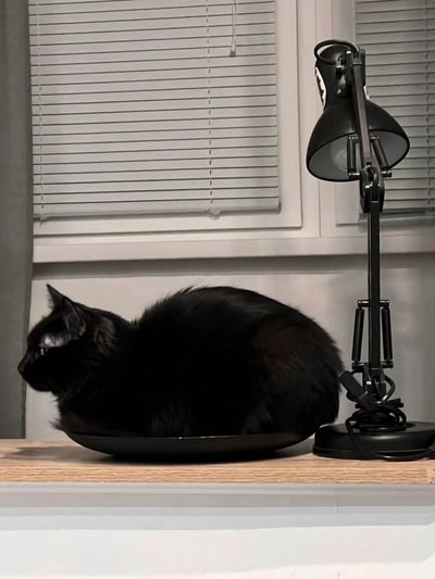 一只纯黑色的猫正舒适地蜷缩在一个黑色的碗中，碗放置在木质台面上。猫咪侧身躺着，头部微微抬起，目光看向左侧，表情平静放松。猫的右侧是一盏黑色的可调节台灯，灯头微微弯曲，电源线整齐地盘绕在底座上。背景是一扇装有白色百叶窗的窗户，百叶窗处于关闭状态，透过缝隙可以看到些许光线。整个画面以黑白灰为主色调，营造出简约而和谐的居家氛围。