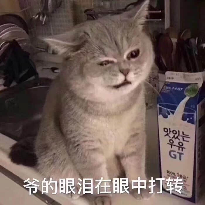 爷的眼泪在眼中打转的猫咪