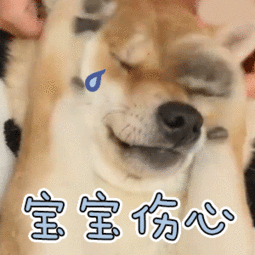 柴犬宝宝伤心流泪表情包GIF