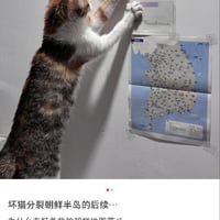 三色猫