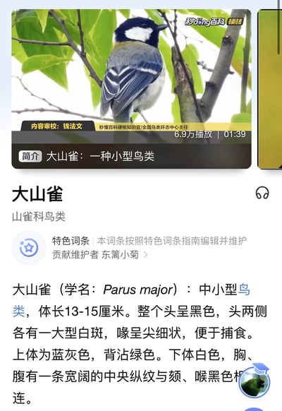 图片展示了秒懂百科中关于大山雀的词条页面，顶部为大山雀栖息在树枝上的实拍照片，伴有视频缩略图（显示6.9万播放量、01:39时长及内容审核员信息）。下方为文字介绍区域，包含“大山雀：一种小型鸟类”的简介及详细科普内容，涵盖分类（山雀科鸟类）、学名、体型特征（体长13-15厘米、黑头白颊、蓝灰色上体等），整体为图文混排的科普信息页面。