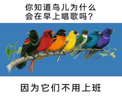 这是一张采用“提问-回答”形式的图文混排搞笑梗图，上方黑色文字提出问题“你知道鸟儿为什么会在早上唱歌吗？”，中间部分是一幅写实风格的插画，画面中七只羽毛色彩各异的鸟儿整齐地站在一根树枝上，背景为纯净的蓝色，右下角有手写签名水印；下方黑色文字给出戏谑式的回答“因为它们不用上班”。该梗图通过将鸟儿清晨歌唱的自在状态与职场人需要上班的压力进行对比，以幽默自嘲的方式吐槽职场生活，精准戳中打工人的情绪，容易引发共鸣。