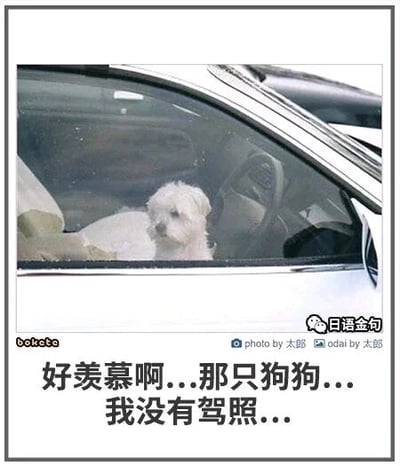 这是一张原始拍摄的静态单图，画面主体是一只白色小狗，它坐在汽车的驾驶座位置，透过车窗可以看到它神态茫然，车内的方向盘、座椅等内饰也部分可见。图片下方配有中文自嘲式吐槽文字“好羡慕啊...那只狗狗...我没有驾照...”，利用小狗处于驾驶座的场景，幽默地表达了没有驾照的人对能“开车”的小狗的羡慕，是一种轻松搞笑的情绪抒发。图片左下角带有“bokete”水印，右下角有“日语金句”的公众号水印，还有“photo by 太郎 odai by 太郎”的创作标注。