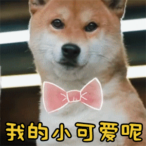 柴犬找小可爱：我的小可爱呢？
