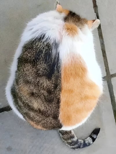 一只三色猫咪的背影照，从正上方拍摄。猫咪的毛色呈现出惊人的对称分布，背部左侧为深棕黑色，右侧为橘黄色，顶部和腹部则是纯白色毛发。猫咪正蜷缩着身体，尾巴自然垂下，趴在灰色的瓷砖地面上。整体画面展现了猫咪独特的毛色分界线，形成了左右鲜明对比的视觉效果。