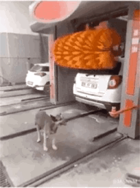 这是一段动态GIF，画面呈现了自动洗车场的场景：一辆白色轿车正在洗车机内接受清洗，巨大的橙色洗车毛刷正运作着，一只灰色猫咪却淡定地站在洗车机的轨道区域，位置靠近正在移动的毛刷，看起来马上就要被毛刷碰到，形成了惊险又滑稽的反差感，让观看者既为猫咪担忧又觉得好笑。