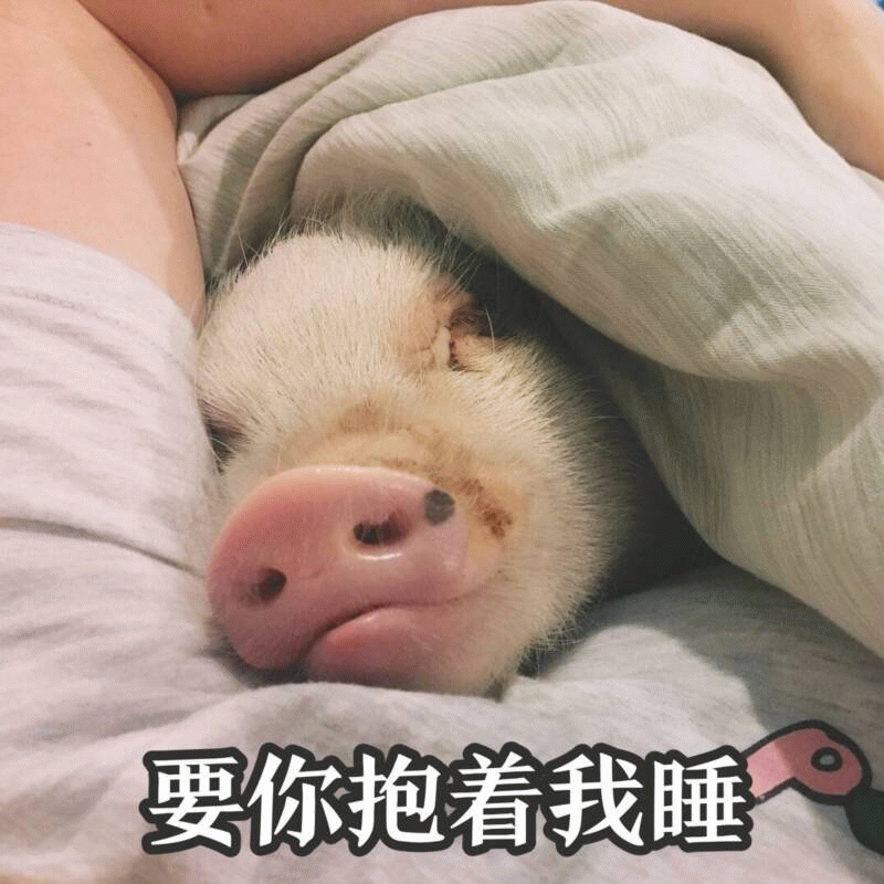 萌宠小猪依偎怀中睡觉 配文'要你抱着我睡'