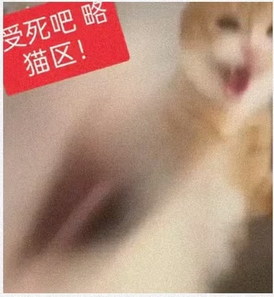 这是一张由真实橘猫照片改编的趣味表情包，画面里的橘猫嘴巴大张，神态激动，仿佛正在大声叫嚷。画面左上角添加了红底白字的文字“受死吧 略 猫区！”，以猫咪的视角戏谑地宣告“猫区”的主权，整体风格搞笑诙谐，充满了戏谑感，没有双关或谐音梗。