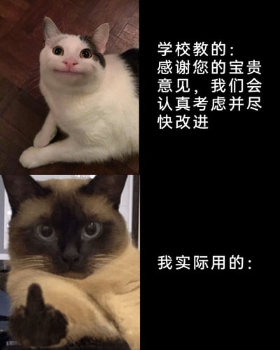 这是一张上下分栏的对比类表情包，上半部分是面带假笑、双爪交叉的奶牛猫，搭配文字呈现学校所教授的面对他人意见时的官方礼貌话术：“感谢您的宝贵意见，我们会认真考虑并尽快改进”；下半部分是表情严肃、对着镜头竖起中指的暹罗猫，用来代表人们在面对意见时内心真实的不满情绪。该图通过这种强烈的反差感，调侃了在职场或生活中，人们在应对意见反馈时，表面的礼貌姿态与真实情绪的割裂，十分贴合大众的真实心态。