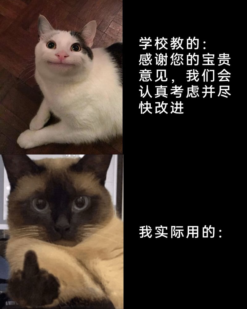 Polite Cat梗图