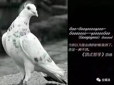 图片左侧为一只黑白照片的鸽子，站立姿态，表情平静。右侧为文字内容，上方模拟鸽子叫声的拟声词“Goo~Googooooogooo~ Gooooooo~goooooGoo 《Googogooo》 Good”，下方是核心文案“当你以为我会鸽的时候我鸽了，亦是一种不鸽。《鸽式哲学》鸽德”。整体通过鸽子形象与幽默文字结合，展现“人类四大本质”中的“鸽子精”（指经常爽约的行为），并以“鸽式哲学”进行调侃，具有自嘲和群体认同的意味。