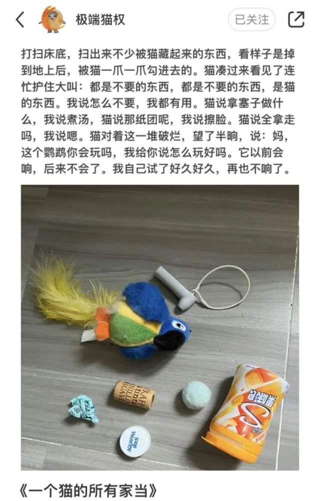 小猫文学《一个猫的所有家当》