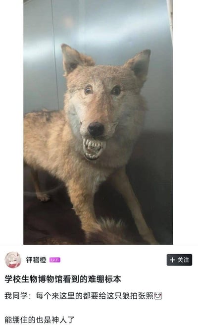 图片展示了学校生物博物馆中一个造型滑稽的狼类标本。标本整体姿态僵硬，面部表情扭曲，嘴巴大张露出牙齿，眼神空洞，呈现出一种令人忍俊不禁的“难绷”状态。下方配有社交媒体用户“钾稽橙”的文字描述：“学校生物博物馆看到的难绷标本 我同学：每个来这里的都要给这只狼拍张照😅 能绷住的也是神人了”，生动体现了该标本因造型尴尬成为参观者必打卡的趣味场景。