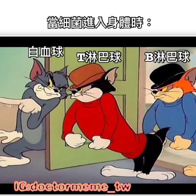 这张梗图使用了《猫和老鼠》中的汤姆猫形象，将三只不同颜色和装扮的汤姆猫分别标注为白血球、T淋巴球和B淋巴球，上方文字写着'当细菌进入身体时：'，幽默地表现了免疫细胞准备对抗细菌的场景。