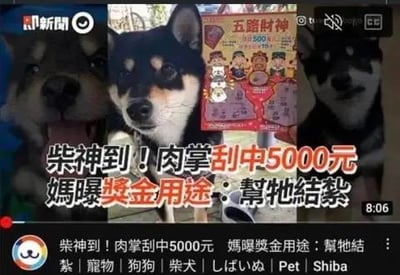 这是一则趣味新闻的视频截图，画面中展示了一只柴犬的照片和一张五路财神刮刮乐彩票，配文显示这只柴犬用肉掌刮中了5000元奖金，主人表示会用这笔奖金帮柴犬结扎。图中使用了谐音梗“柴神到”，谐音“财神到”，将柴犬与财神关联，增添了趣味性，整体风格轻松搞笑，引发网友对宠物趣事的讨论。
