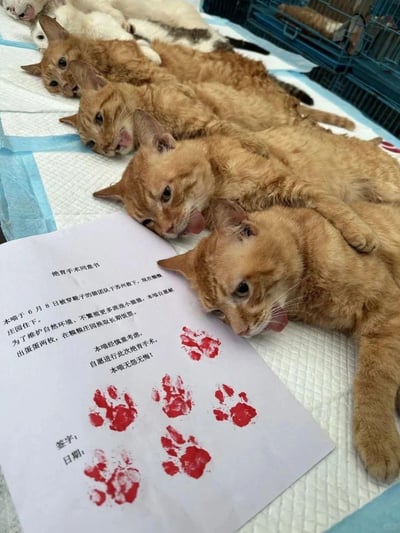图片展示了四只刚经历或准备进行绝育的橘猫，它们排成一列趴在垫子上，都吐着舌头，神态呆滞生无可恋。旁边放置着一份拟人化的《绝育手术同意书》，以猫咪的口吻自述被苏州的救助团队救下后，自愿绝育来换取救助庄园的长期饭票，还盖上了红色的猫爪印作为“签字”。整体内容用搞笑的拟人化方式宣传流浪猫绝育的公益行为，既可爱又传递了科学救助流浪动物的理念。