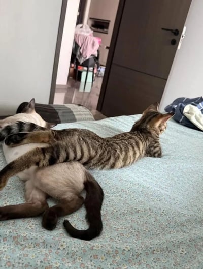 两只猫咪在卧室的床上依偎在一起的温馨场景。虎斑猫趴在暹罗猫身上，两只猫都呈现出放松的姿态，背对着镜头望向房间门口。背景中可以看到卧室与其他房间的通道，隐约可见客厅的家具和物品，营造出舒适自然的居家氛围。