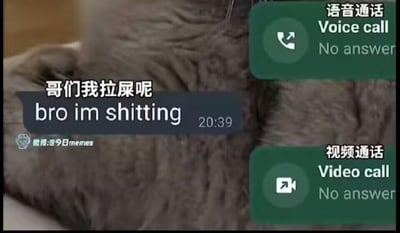 这是一张合成的搞笑梗图，背景是一只趴卧着的灰色真实猫咪的照片，前景叠加了模拟的聊天界面内容。界面上方显示两次未接听的呼叫请求，分别是“语音通话（Voice call）No answer”和“视频通话（Video call）No answer”；下方消息框里则发送了一句非常直白的中英文双语回复“哥们我拉屎呢 bro im shitting”，消息时间标注为20:39。这张图用生活化的尴尬场景制造笑点，精准还原了被人连续呼叫打扰时，那种不耐烦又只能直白解释的真实心情，容易引发网友的共鸣。