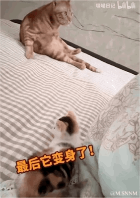 小奶猫