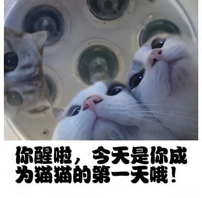 图片展示了两只猫咪从下方仰望的视角，它们正抬头看着一个带有多个圆形孔洞的白色物体（看起来像是淋浴喷头）。猫咪有着白色和灰色的毛发，粉色的鼻子，眼睛睁得很大，表情显得好奇而专注。图片下方有一行黑色文字："你醒啦，今天是你成为猫猫的第一天哦！"，营造出一种幽默的情境，仿佛观看者突然变成了一只猫，正从猫的视角观察世界。