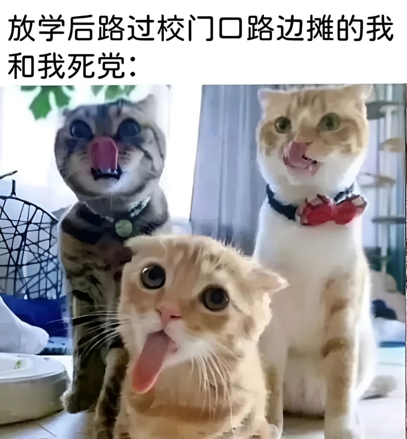 白橘猫