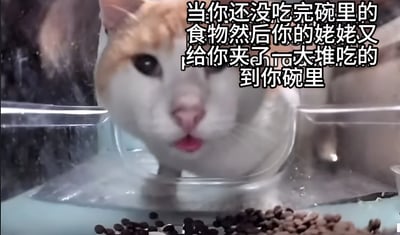 一张猫咪表情包，图中是一只橘白相间的猫正从透明容器中探出头来，表情看起来有些惊讶和无奈。猫的前方散落着一些猫粮。图片上方配有文字：'当你还没吃完碗里的食物然后你的姥姥又给你夹了一大堆吃到你碗里'，用猫咪面对过多食物的反应来幽默地比喻人们面对长辈过度关心时的无奈处境。