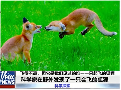 图片展示了两只狐狸在绿色草地上互动的场景：一只狐狸坐立着，嘴巴微张，表情略显惊讶；另一只狐狸则处于跳跃状态，身体腾空，似乎正扑向坐立的狐狸。图片底部配有模仿新闻报道的文字：“飞得不高，但它是我们见过的唯一一只起飞的狐狸 科学家在野外发现了一只会飞的狐狸”，并带有“FOX NEWS”和“科学探索”的标识。这是一张通过将狐狸跳跃动作幽默曲解为“飞行”而创作的搞笑梗图，旨在调侃不实新闻或伪科学报道。