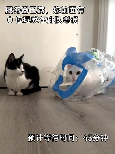 这是一张结合猫咪日常与游戏吐槽的搞笑梗图，画面中一只黑白花色猫咪蹲在地面，表情无奈地看向一侧，另一只白色猫咪待在带蓝色边框的透明塑料袋中，从袋口探出头，眼神无辜。图片上方配文“服务器已满，您前面有0位玩家在排队等候”，下方配文“预计等待时间：45分钟”，用游戏排队时的离谱不合理设定——明明无排队玩家却要等待许久，来调侃游戏服务器的糟糕体验，猫咪的状态与文字内容结合，放大了吐槽的搞笑感，容易引发游戏玩家的共鸣。