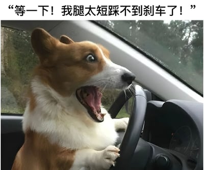 一只棕白相间的柯基犬坐在汽车驾驶座上，前爪紧握方向盘，嘴巴大张，表情惊恐。图片上方配有文字："等一下！我腿太短踩不到刹车了！"，通过拟人化手法和柯基腿短的特征制造幽默效果。