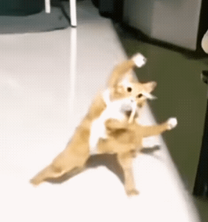 这是一段搞笑的动态GIF，画面中一只橘白相间的猫咪在光滑的室内地面上，摆出了极具喜感的夸张姿势：双腿向两侧大角度分开呈劈叉状态，两只前爪高高举起，身体向后仰，仿佛在模仿人类做伸展运动或是瑜伽动作，猫咪的表情看起来有些懵懂，整个画面滑稽又有趣，让人忍不住发笑。