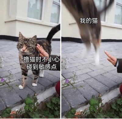 这是一张左右对比的搞笑图片，左侧图展示了一只白脚狸花猫站在户外砖石地面上，一只手触碰它的身体侧面，配文‘撸猫时不小心碰到敏感点’，猫咪表情警惕略带不悦；右侧图则是猫咪被碰到敏感点后瞬间弹飞的画面，配文‘我的猫’，夸张地表现出猫咪对触碰敏感点的激烈反应，生动还原了撸猫时的小意外，充满趣味，容易引发养宠人群的共鸣。