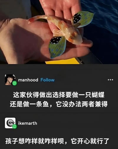 图片上半部分显示一只奇特的生物被捧在人的手掌中，它有着鱼的身体，但却长着类似蝴蝶的彩色翅膀，翅膀呈现绿色并带有黑色斑点。图片下半部分是社交媒体评论区截图，显示用户'manhood'评论说：'这家伙得做出选择要做一只蝴蝶还是做一条鱼，它没办法两者兼得'，另一位用户'ikemarth'回复：'孩子想咋样就咋样呗，它开心就行了'。这张图通过将鱼和蝴蝶的特征结合，创造出一个需要在两种身份间做出选择的虚构生物，引发关于自我认同和选择的幽默思考。