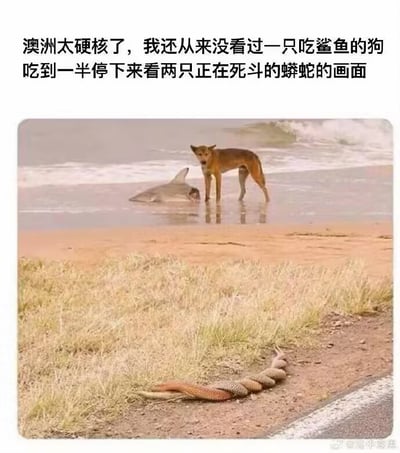 这是一张图文混排的顶配底文静态图，顶部配有文字说明画面内容，下方实拍图分为多个层次：前景是路边的枯草地与土路边缘，两条蟒蛇正在草地旁互相缠绕死斗；中景是沙滩与近海区域，一只棕黄色野狗站在浅水中，身旁放着半具鲨鱼的尸体，野狗正望向镜头方向；背景是翻涌着白色浪花的海面。整张图同时呈现了野狗吃鲨鱼、蟒蛇死斗两个罕见的野外事件，极具冲击力，充满荒诞猎奇的氛围。