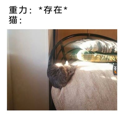 这是一张趣味梗图，上方配有文字“重力：*存在* 猫：”，图中一只灰猫以看似违背重力的姿势趴在床的边缘熟睡，身体部分悬空，视觉上仿佛不受重力约束，通过文字与画面的反差制造搞笑效果，凸显猫咪睡姿的无厘头与可爱，利用视觉错觉让画面充满趣味性。